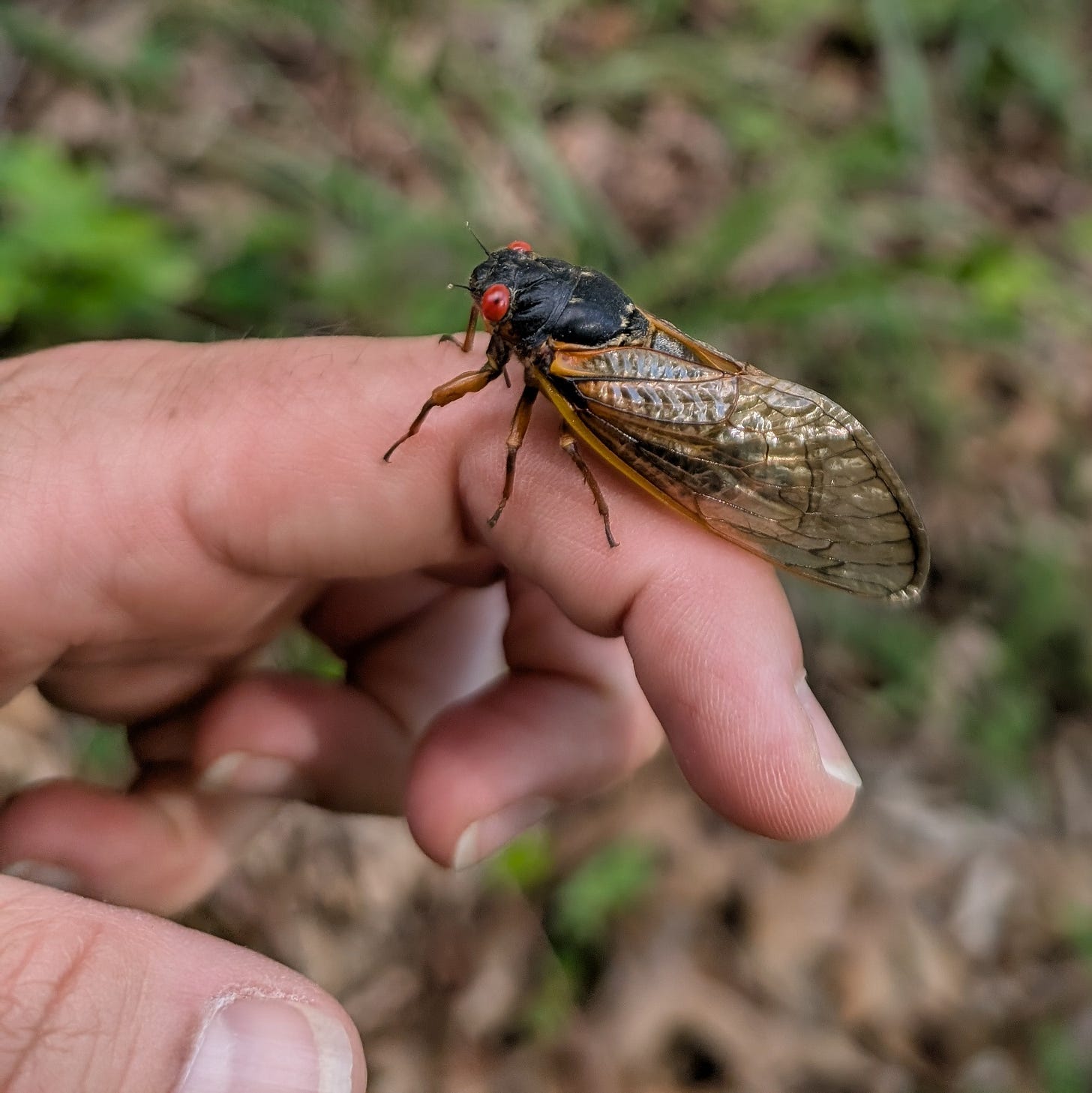 The author's hand with a cicada resting on top. The cicada has a black body, orange-veined translucent wings, and red eyes.