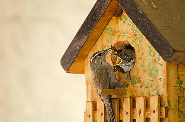 Bewick's wren  Thryomanes bewickii Bewick's wren, Thryomanes bewickii, feeding a wasp to a chick. Sunnyvale, Cailfornia, USA. wren birdhouse stock pictures, royalty-free photos & images