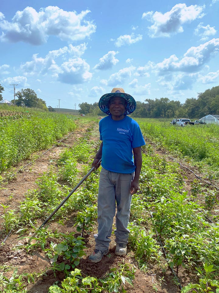 A man in a blue shirt standing in a field of cabbage. A man in a blue shirt and hat standing in a field with a tool in hand.