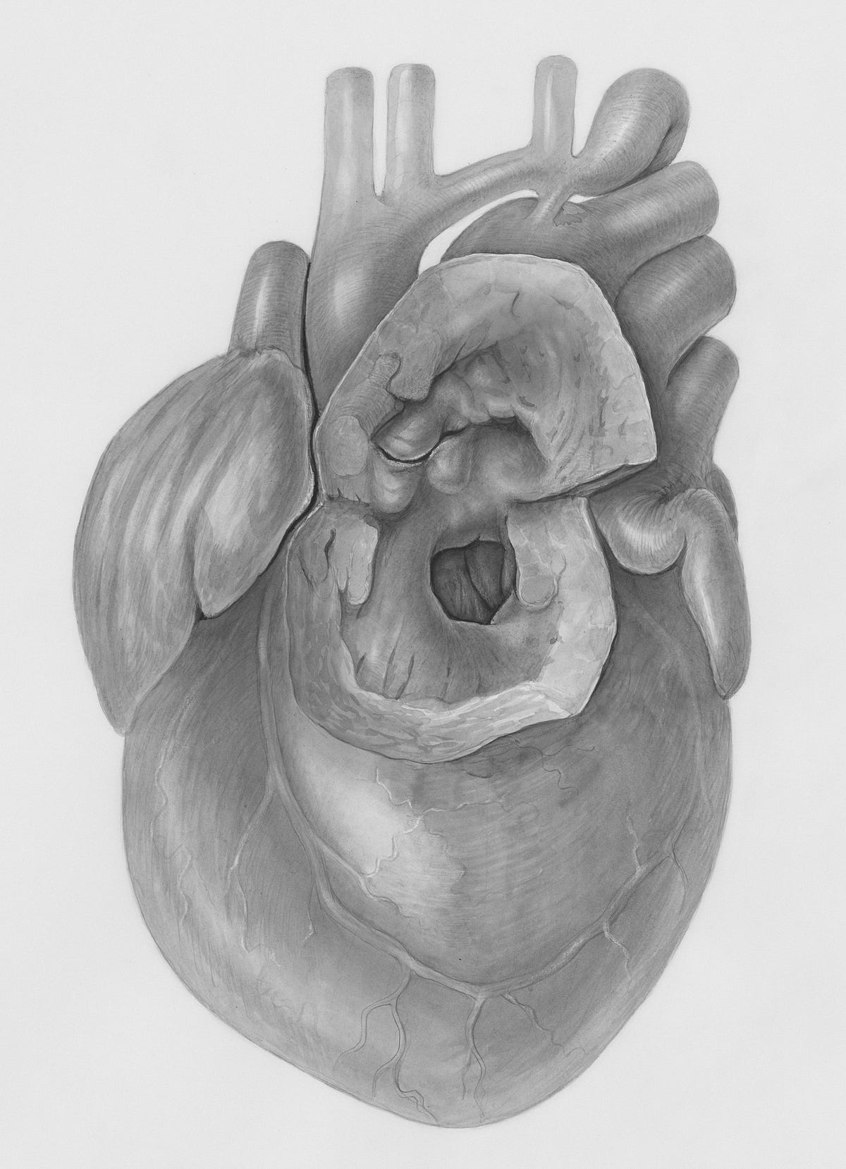 Image of the human heart