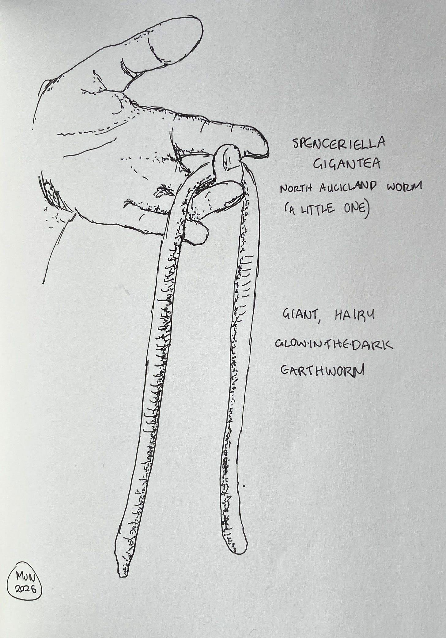Line drawing of Spenceriella gigantea | North Auckland worm. Text: giant, hairy, glow-in-the-dark worm Line drawing of Spenceriella gigantea | North Auckland worm. Text: giant, hairy, glow-in-the-dark worm