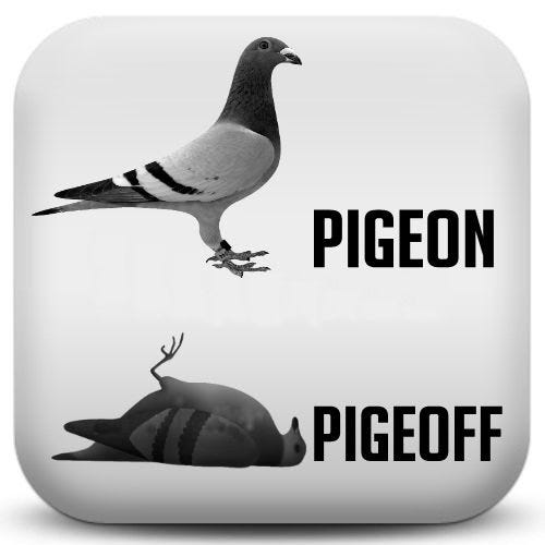 Pigeons Pigeons