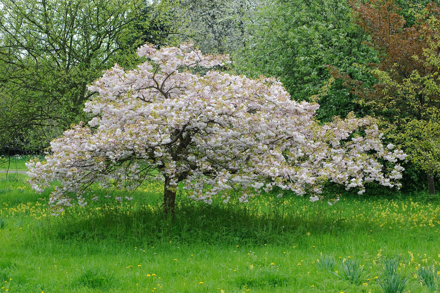 a pretty spring flowering cherry tree with white blossom 