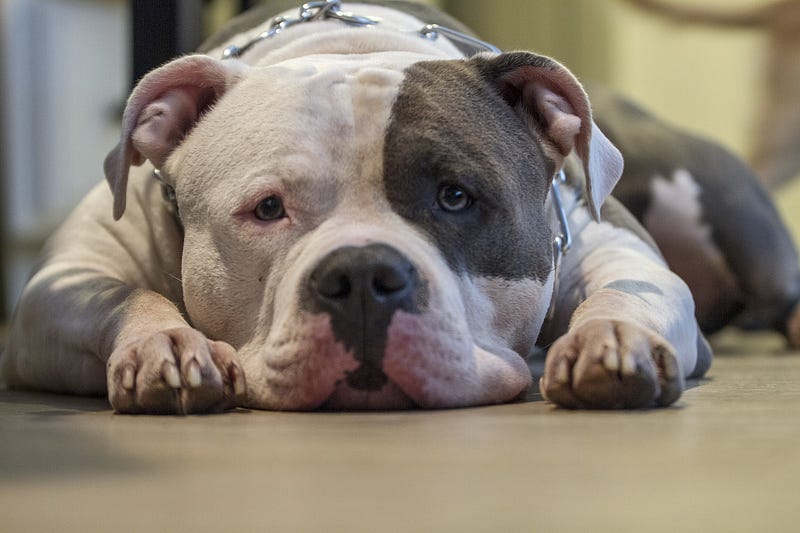 a dog laying on the floor