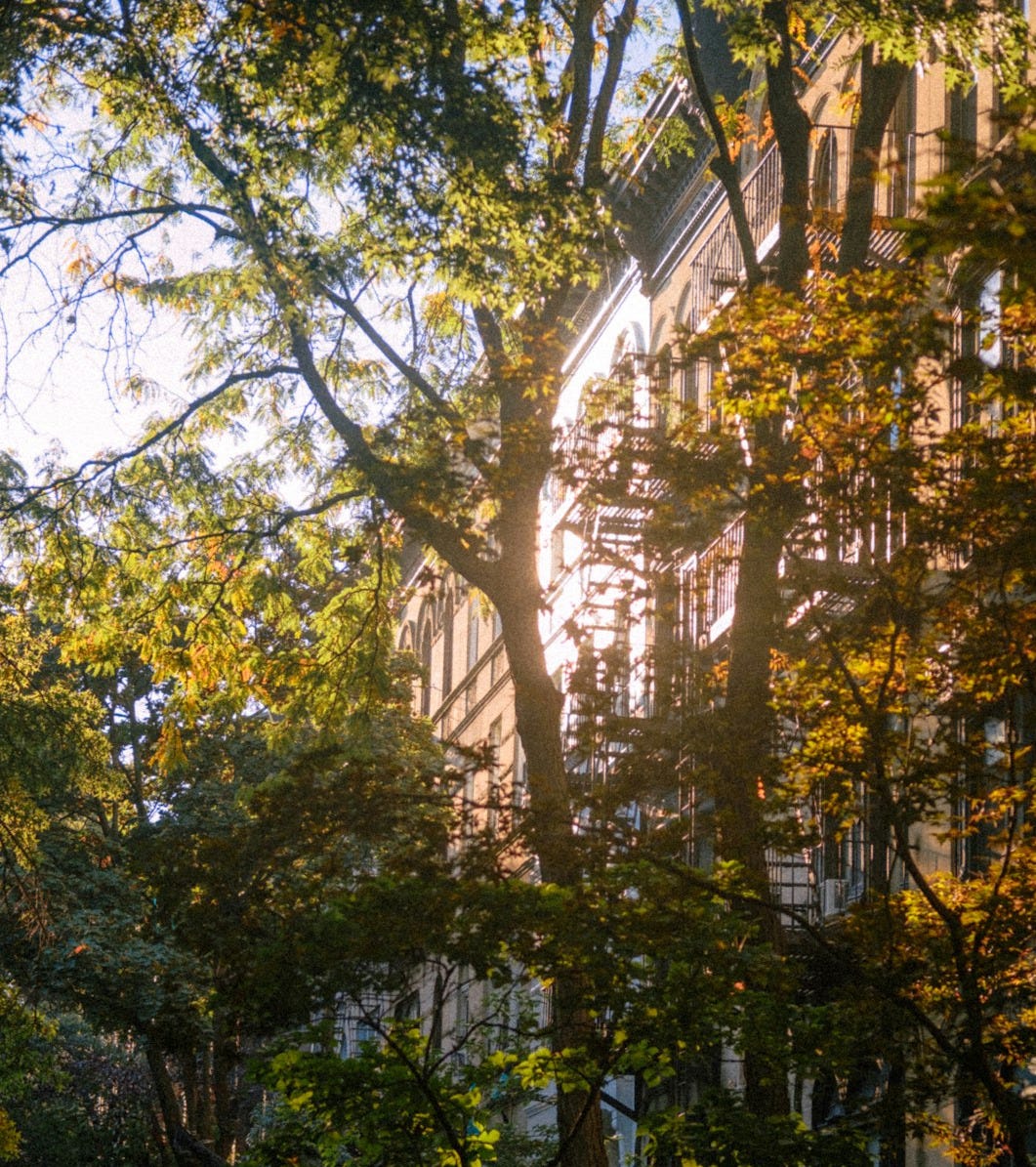 the sun is shining through the trees in the park