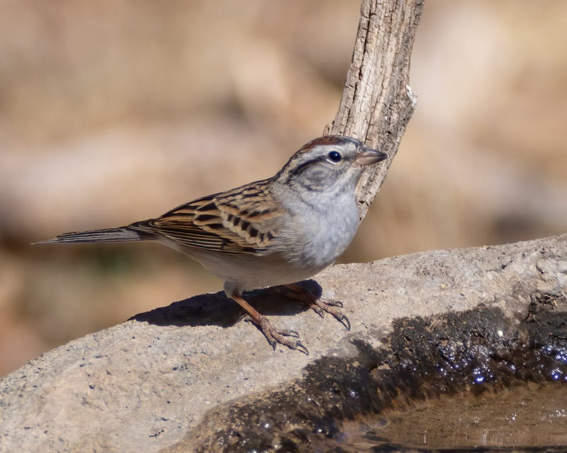 20250418-AshCanyon-204-Edit.jpg 20250418-AshCanyon-204-Edit.jpg