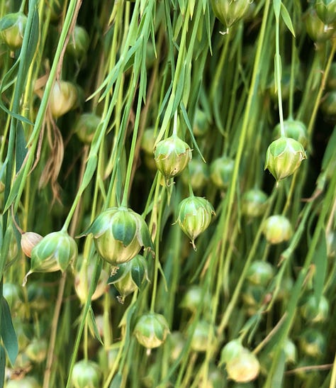 Images of different stages of flax – seed, sprouts, flowers, capsules, harvest, processed fiber and yarn.