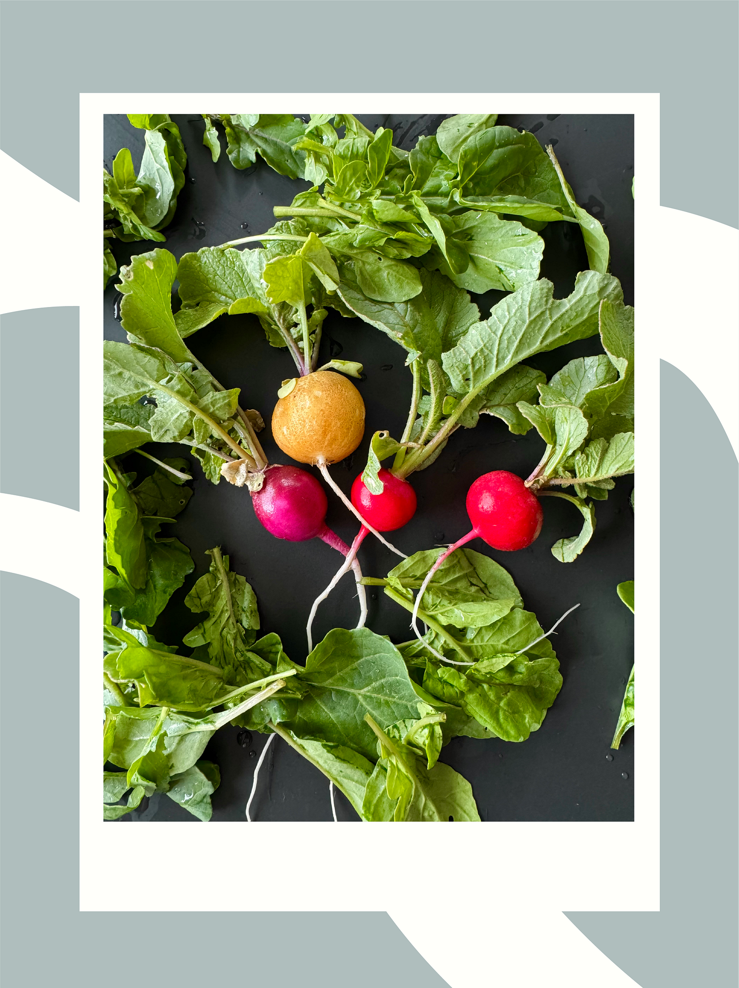 yellow and red garden radishes