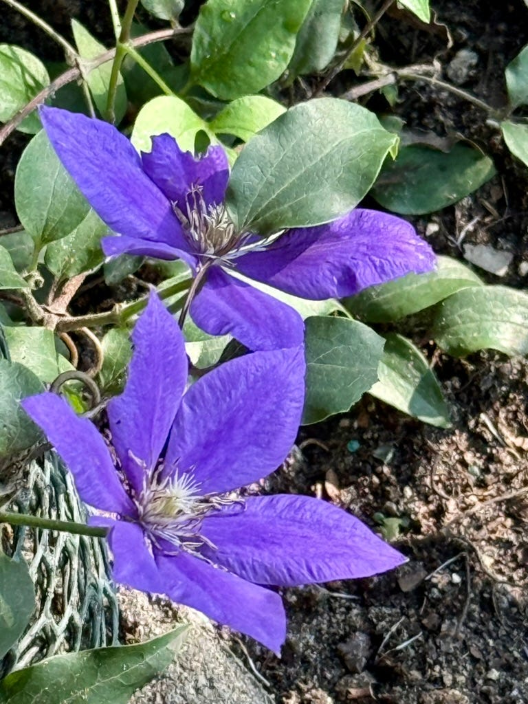 Purple flowers on a plant

AI-generated content may be incorrect.