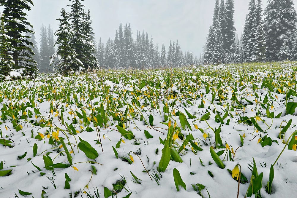 Summer snow