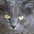 MRC's avatar