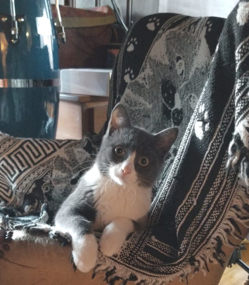 picture of kitten