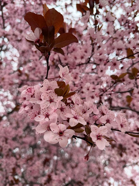 primavera luz belleza efímera Sakura 