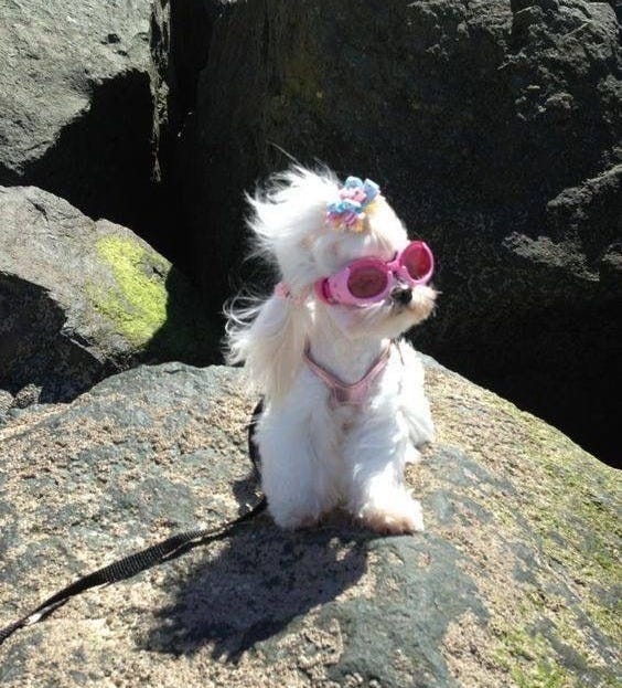This may contain: a small white dog wearing sunglasses on top of a rock