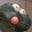 Mousy's avatar