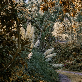 LettsSafari's New Book on Garden Rewilding to be Serialised at LettsSafari+