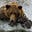 The Bigger Bear's avatar