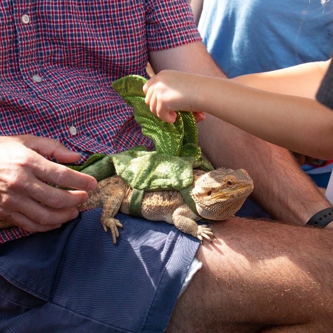 Image of a lizard 