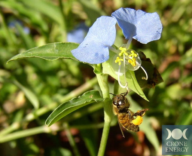Honeybee dangles on dayflower.