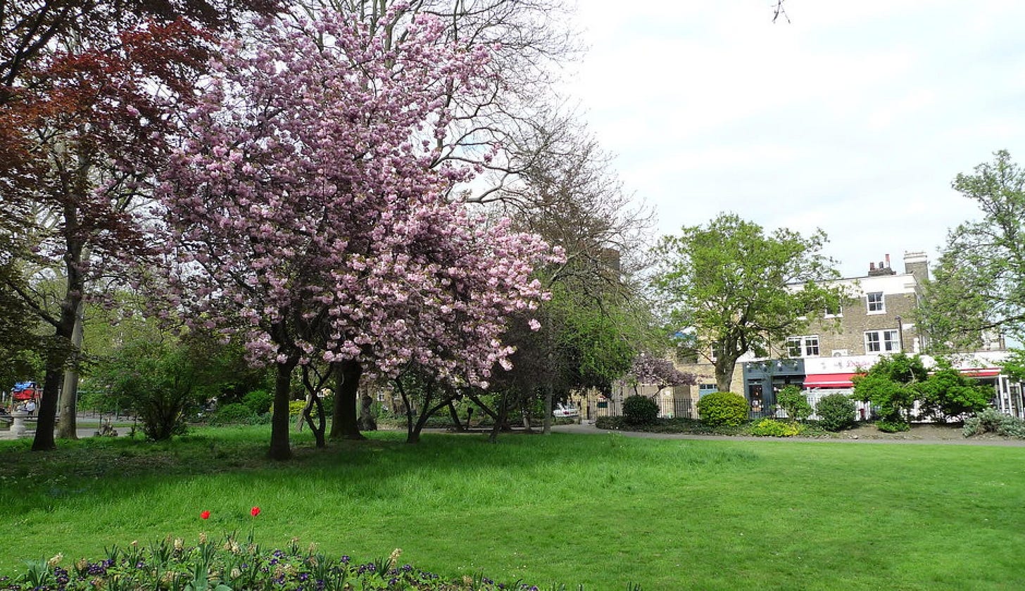 Park with green grass and tree with pink blossoms Park with green grass and tree with pink blossoms