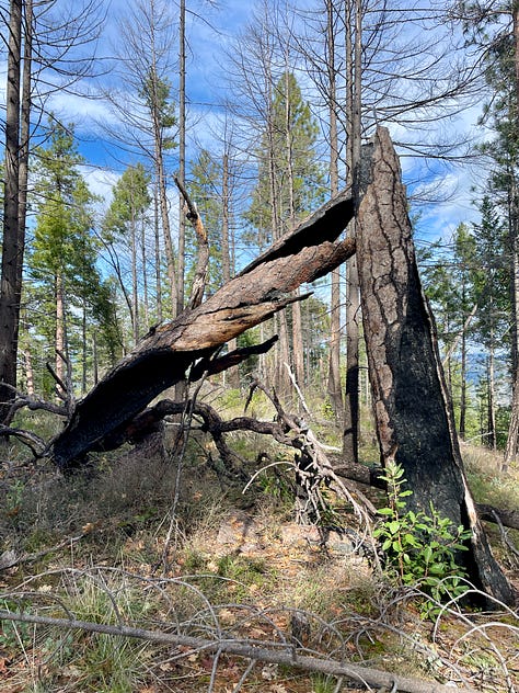 burned out trees