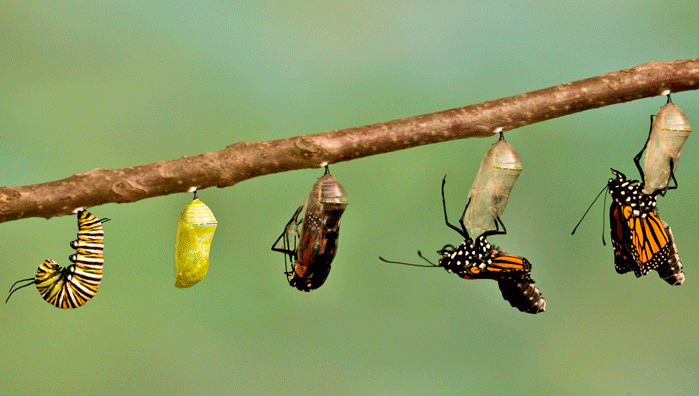 Caterpillar to Butterfly Week