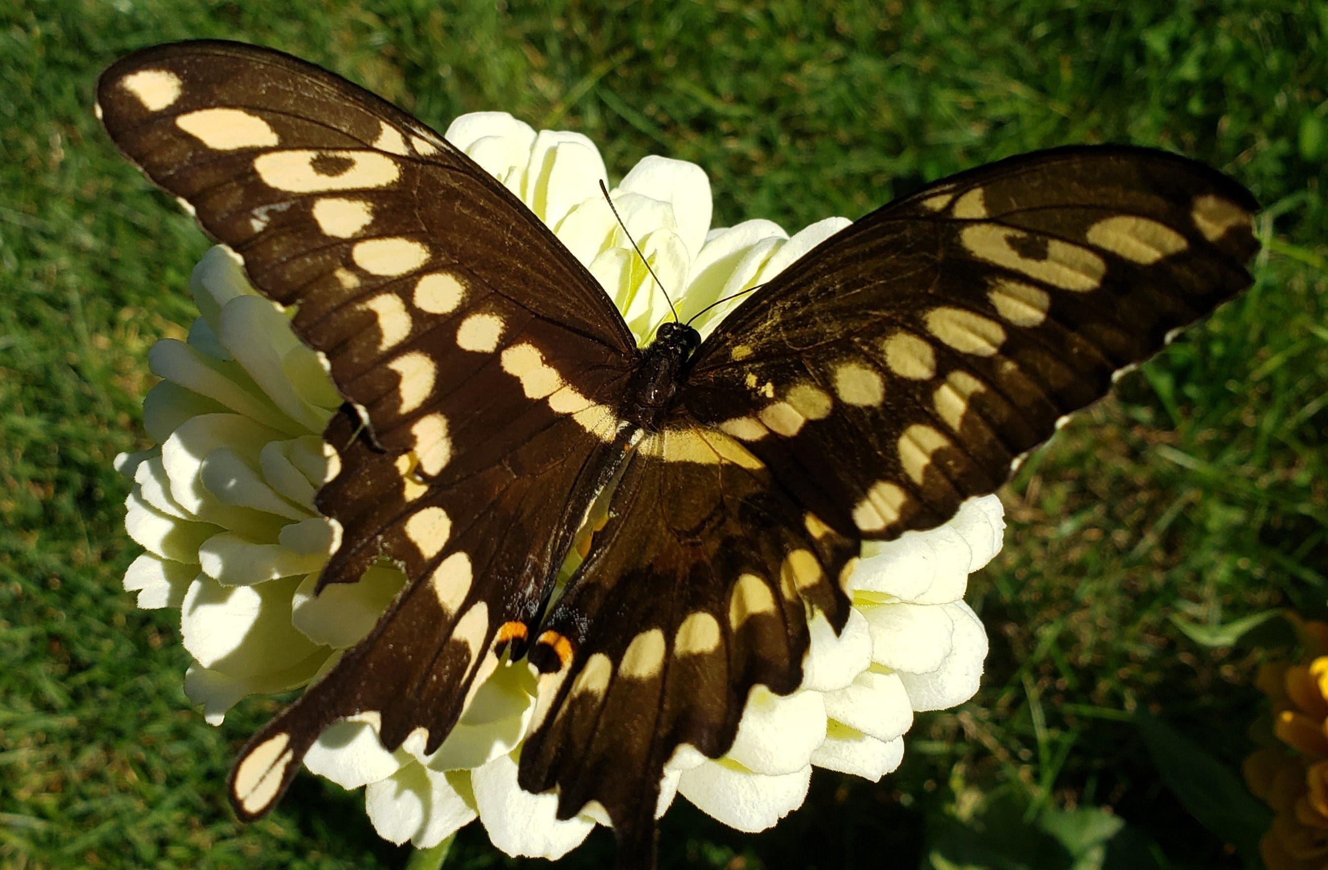 Annelise’s Substack