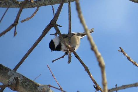 Black-capped Chickadee, White-throated Sparrow, Yellow-bellied Sapsucker