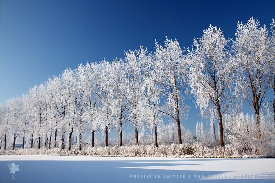 hoar frost rime cold winter