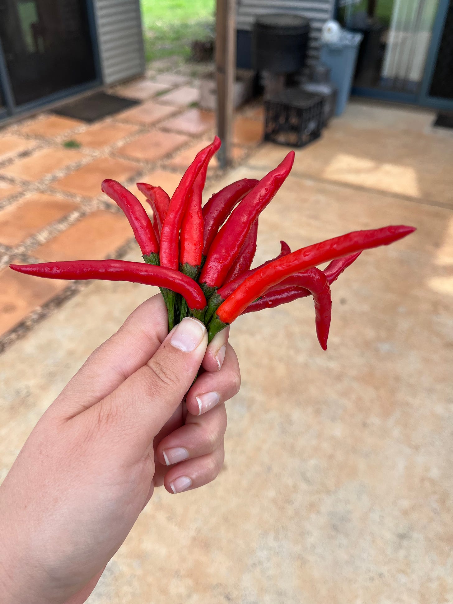 A hand holding a bunch of red bird's eye chillies by the stem.