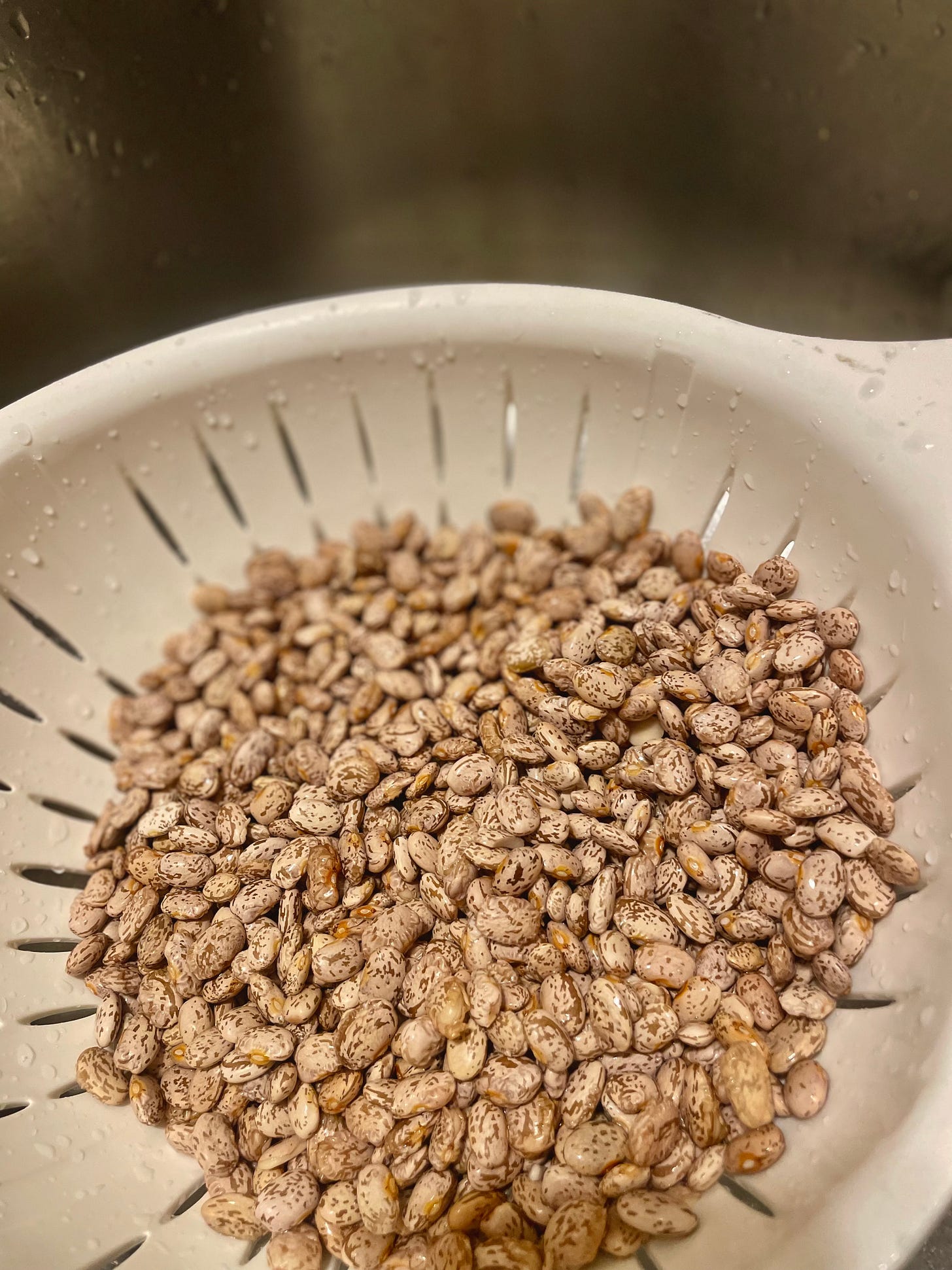 a white colander full of dry pinto beans, freshly rinsed