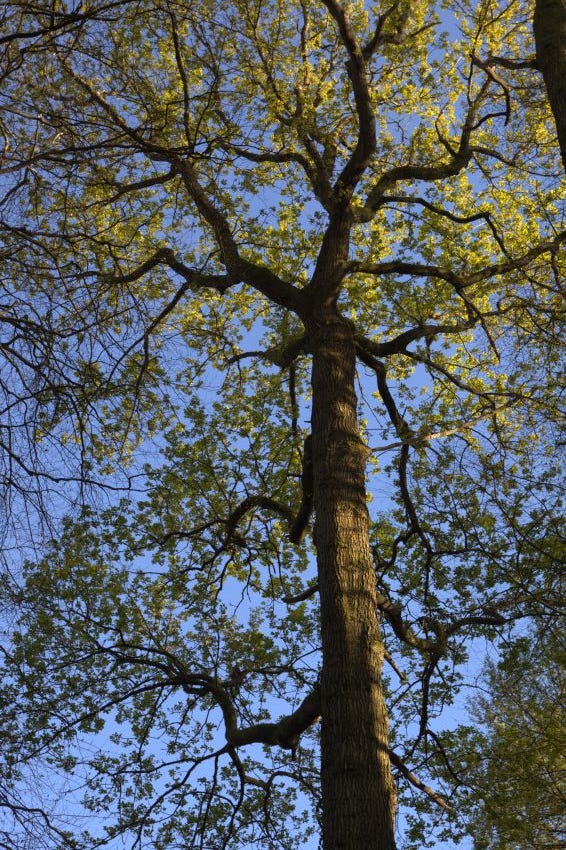 Waid Tree Making Veddw Garden: 13 The Wood - GardenRant