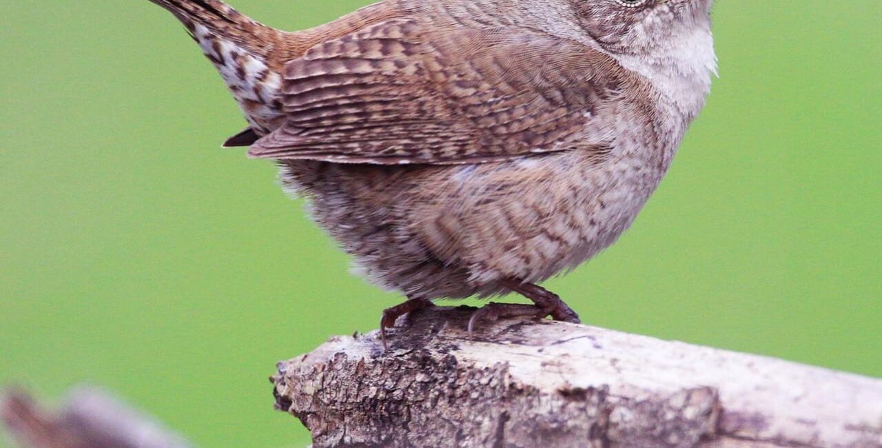 The Wren in the House