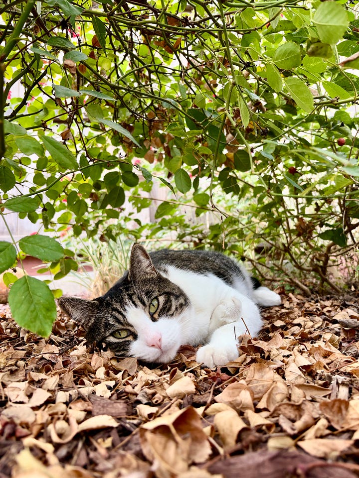 A golden colored dog, part German Sheppard part Great Pyrenees, lies in clover with purple flowers.  A shorthair tabby cat, white on the bottom with bands of brown, black, and grey, lies in the leaves under a rose bush.  Loscotoff 2025.