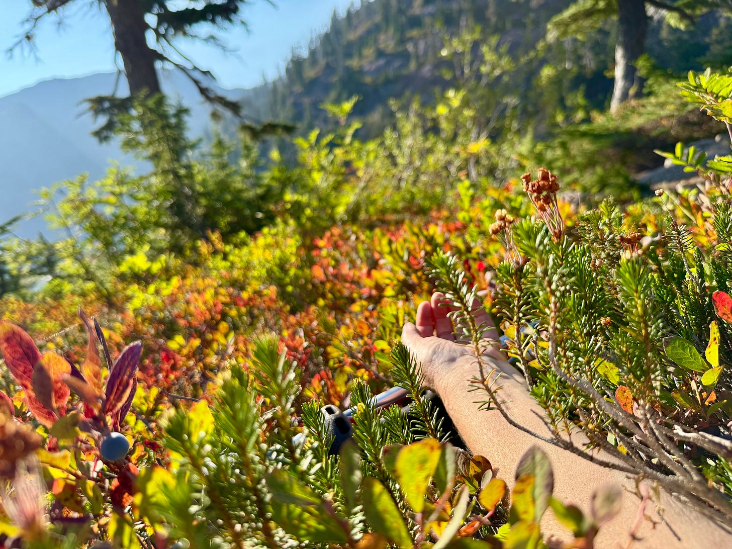 Napping with wild blueberries. Photo by JPC.