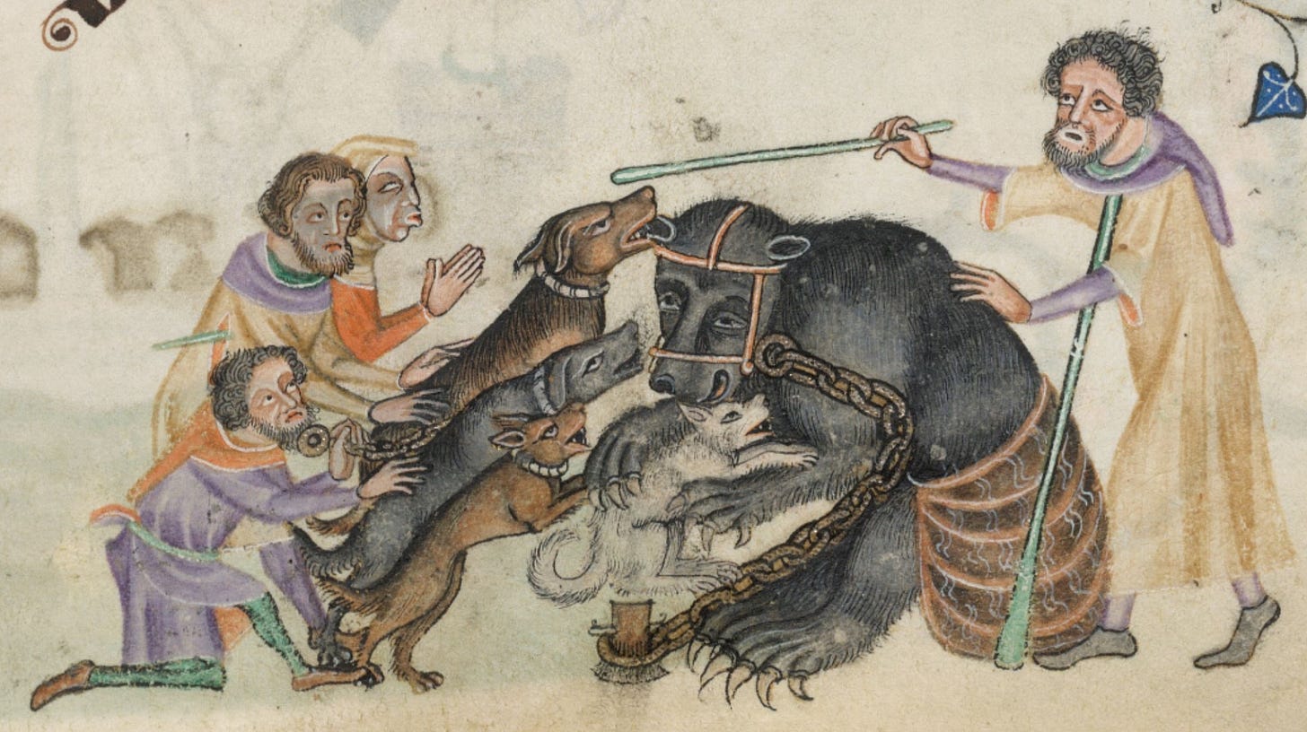 A chained bear attacked by dogs in a medieval manuscript A chained bear attacked by dogs in a medieval manuscript