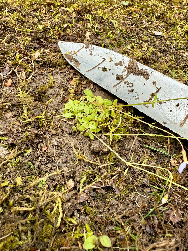 Replanting the Bluets in the highest part of the Woodland that was still in need of some spring fairy magic! Photo 1: finding weeds; 2: loosening soil; 3: pressing in bluets; 4: grouping a couple new plants together.