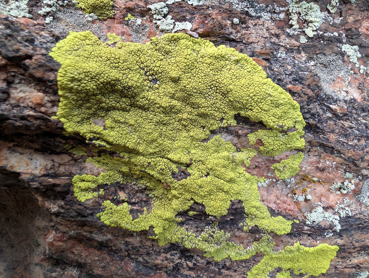 A close-up of a rock that is a mix of pink and gray, with a very large patch of bright yellow, bumpy crustose lichen across its surface like a splash of paint