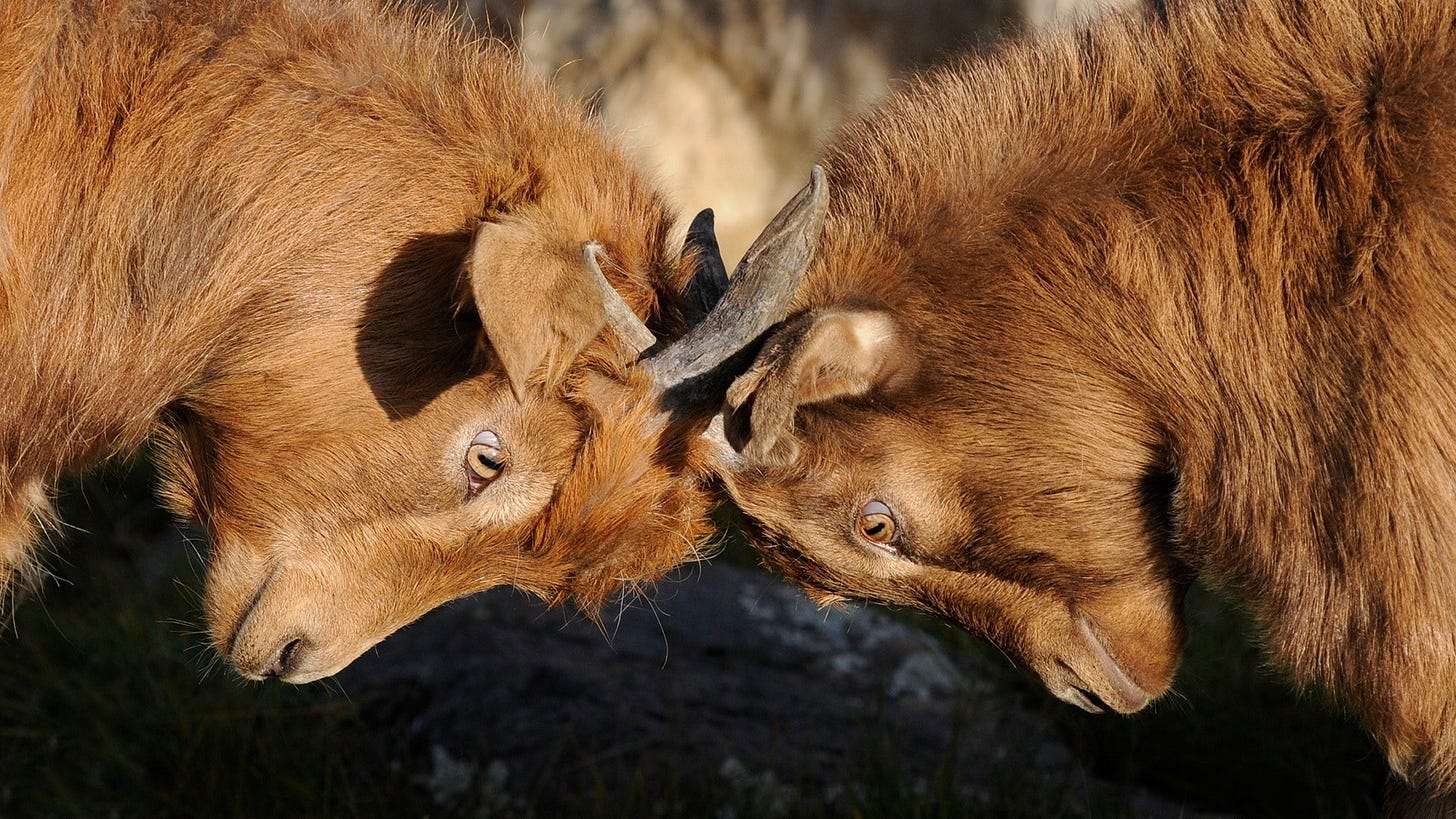 Must Product Owners and Scrum Masters be Archenemies?