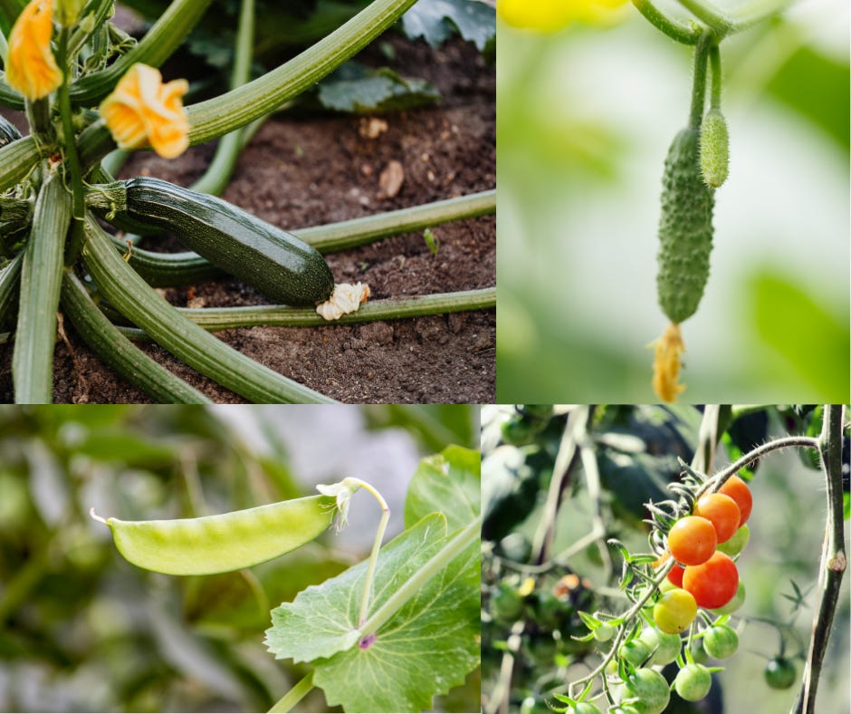 a baby zucchini, first cucumber, one snow pea and the first few ripe cherry tomatoes
