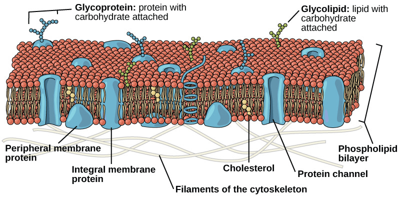 Illustration of components of the plasma membrane, including integral and peripheral proteins, cytoskeletal filaments, cholesterol, carbohydrates, and channels Illustration of components of the plasma membrane, including integral and peripheral proteins, cytoskeletal filaments, cholesterol, carbohydrates, and channels