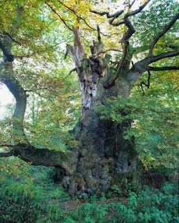 Old trees in old growth forests power the biosphere