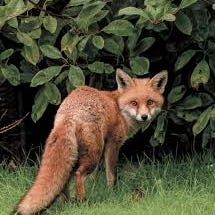 No Artificial Ingredients