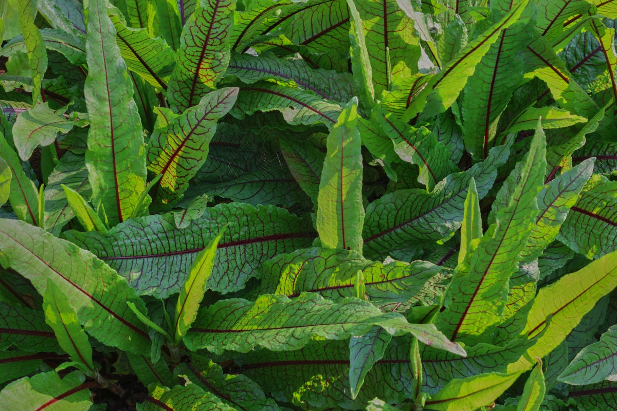 bloody dock plants