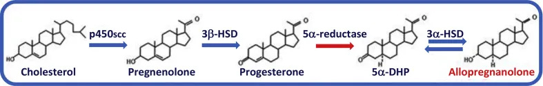 Neurons can synthesize allopregnanolone de novo starting from cholesterol (Paul SM, Pinna G, Guidotti A. Allopregnanolone: From molecular pathophysiology to therapeutics. A historical perspective. Neurobiol Stress. 2020 Mar 14;12:100215. progesterone for sleep