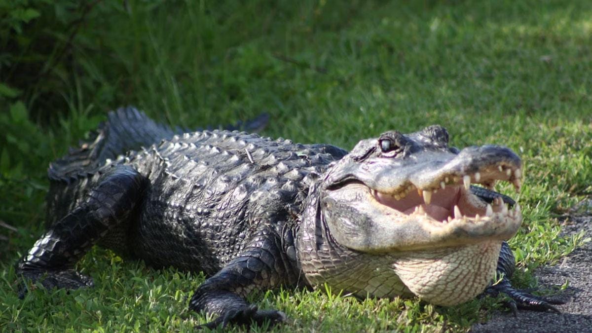 A photo of a crocodile A photo of a crocodile