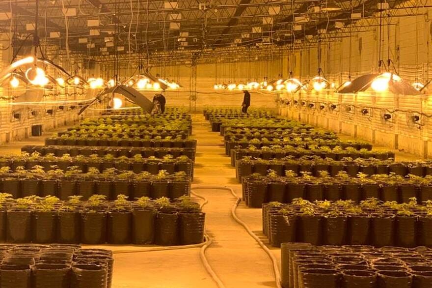 “Lo regenteaba un chino. Secuestramos 5.200 plantas de marihuana de un indoor inmenso, un galpón con todas los accesorios para cultivar. 40 metros de ancho por 150 metros de largo, una cuadra y media”, relata el fiscal. La foto del galpón.