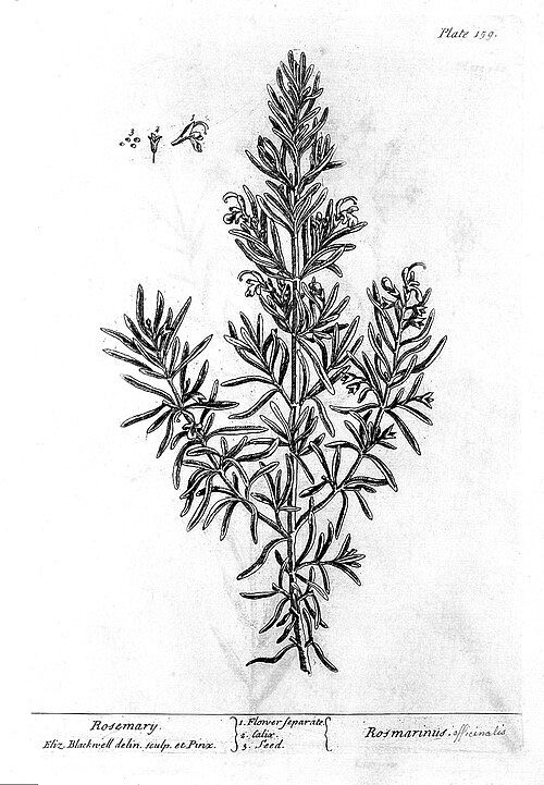 File:Image of rosemary by Blackwell's "A curious herbal". Wellcome L0013951.jpg