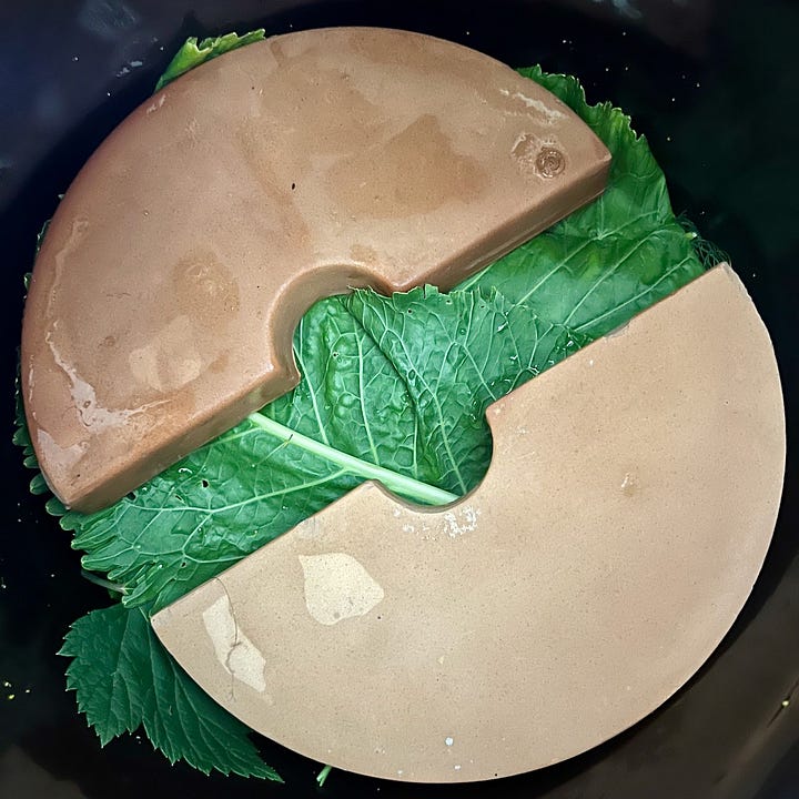 two pictures inside a fermentation crock - one of horseradish leaves tucked in thickly, the other of fermentation weights put ontop of the leaves