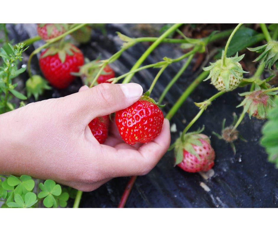 hand picking a ripe strawberry